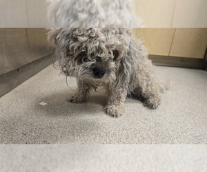 Poodle (Miniature) Dogs for adoption in Riverside, CA, USA