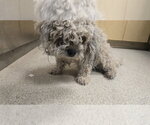Small Poodle (Miniature)
