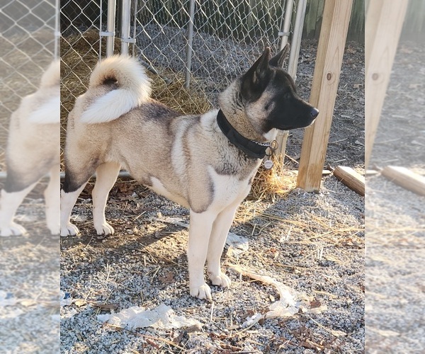 Medium Photo #11 Akita Puppy For Sale in MEM, TN, USA