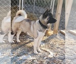 Puppy Parents Akita