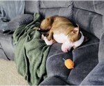 Small Photo #5 American Pit Bull Terrier-Unknown Mix Puppy For Sale in Princeton, MN, USA