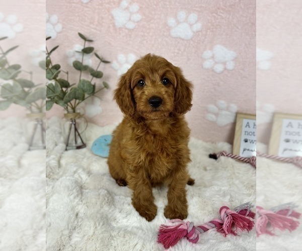 Medium Photo #3 Goldendoodle mix (+ Poodle Miniature) Puppy For Sale in NOBLESVILLE, IN, USA