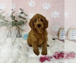 Small #2 Goldendoodle mix (+ Poodle Miniature)