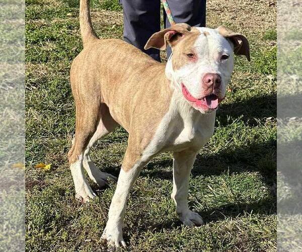 Medium Photo #2 Mutt Puppy For Sale in Martinsburg, WV, USA