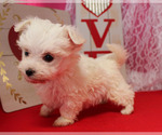 Small Photo #16 Maltese Puppy For Sale in CHANUTE, KS, USA