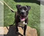 Small #1 Mutt