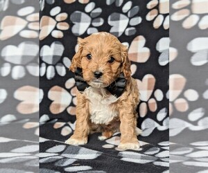 Cock-A-Poo Puppy for sale in KIRKWOOD, PA, USA