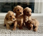 Small Photo #1 Goldendoodle (Miniature) Puppy For Sale in FAIR HAVEN, MI, USA