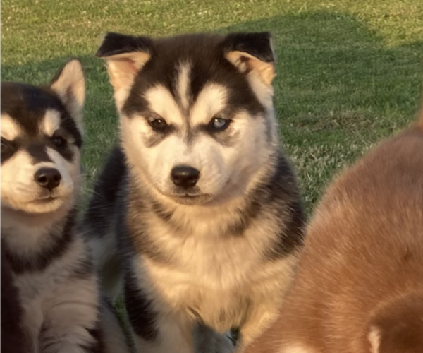 View Ad Alusky Puppy for Sale near Pennsylvania, LEWISBURG, USA. ADN