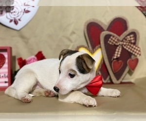 Jack Russell Terrier-Unknown Mix Puppy for sale in LANCASTER, PA, USA