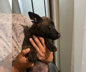 Belgian Malinois Puppy for sale in COLTON, CA, USA