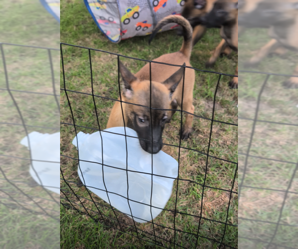 Medium Photo #16 Belgian Malinois Puppy For Sale in OSHKOSH, WI, USA
