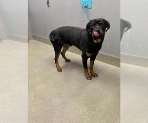 Rottweiler-Unknown Mix Dogs for adoption in Las Vegas, NV, USA