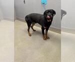 Small Rottweiler Mix