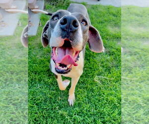 Great Dane-Unknown Mix Dogs for adoption in Bullard, TX, USA
