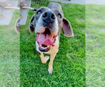 Small Great Dane Mix