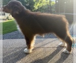 Small Photo #28 Miniature American Shepherd Puppy For Sale in NOLENSVILLE, TN, USA