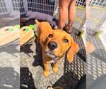 Small #14 Redbone Coonhound Mix