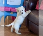 Small Photo #16 Golden Retriever Puppy For Sale in HIDDENITE, NC, USA