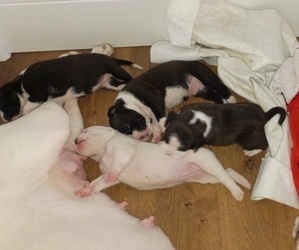 Boxer Puppy for sale in WILDWOOD, FL, USA