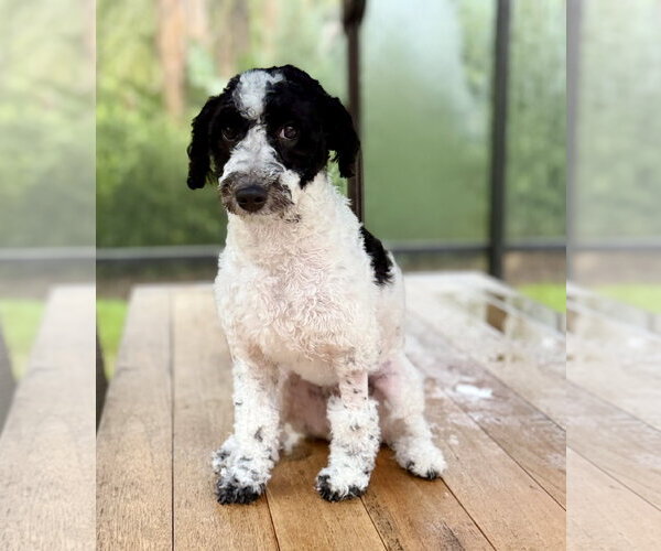 Medium Photo #1 Bernese Mountain Dog-Unknown Mix Puppy For Sale in Valrico, FL, USA