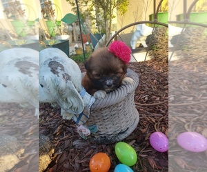 Zuchon Puppy for sale in PLANT CITY, FL, USA
