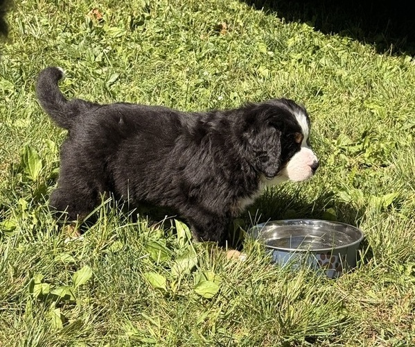 Medium Photo #2 Bernese Mountain Dog Puppy For Sale in EMLENTON, PA, USA