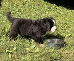 Small #1 Bernese Mountain Dog