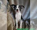 Small Photo #1 Boston Terrier Puppy For Sale in BERRIEN SPRINGS, MI, USA