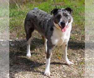 Australian Shepherd-Unknown Mix Dogs for adoption in Bandera, TX, USA