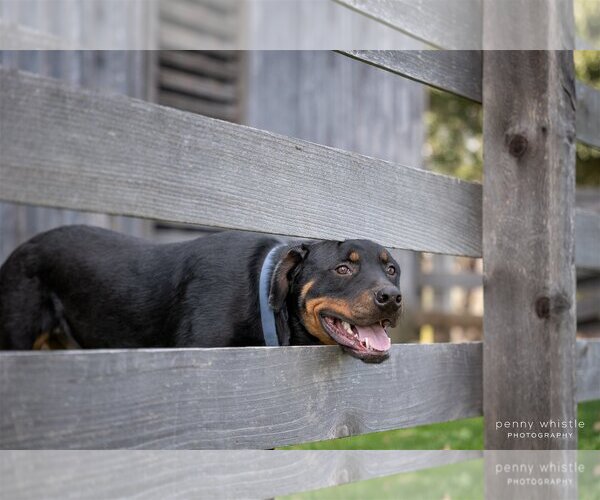 Medium Photo #4 Rottweiler Puppy For Sale in White Hall, AR, USA