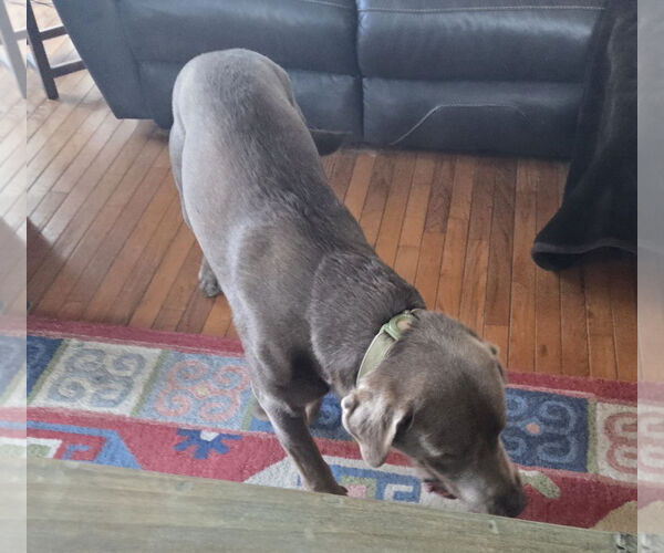 Medium Photo #2 Labrador Retriever Puppy For Sale in Warrington, PA, USA