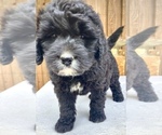 Small Photo #3 Bernese Mountain Dog-Labradoodle Mix Puppy For Sale in WEST GROVE, PA, USA