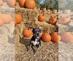 Small Photo #3 Bull Terrier-Unknown Mix Puppy For Sale in Sandy, UT, USA