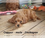 Small #1 Cock-A-Poo
