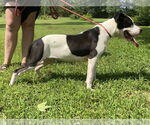 Small #2 Bullboxer Pit