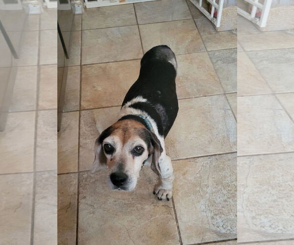 Medium Photo #4 Beagle Puppy For Sale in Las Vegas, NV, USA