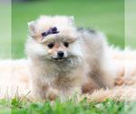 Small Photo #91 Pomeranian Puppy For Sale in WARSAW, IN, USA