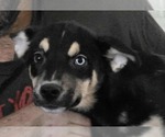 Small #4 Australian Shepherd Mix