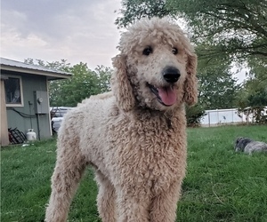 Father of the Goldendoodle puppies born on 09/02/2023