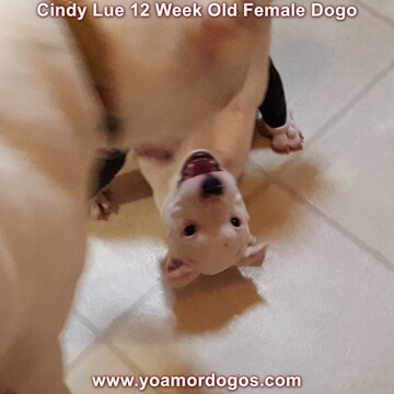Medium Photo #150 Dogo Argentino Puppy For Sale in PINEVILLE, MO, USA