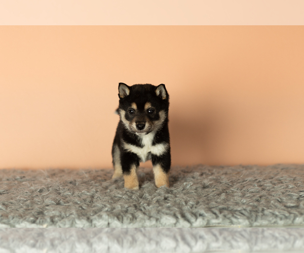 Medium Photo #1 Shiba Inu Puppy For Sale in MILLERSBURG, IN, USA