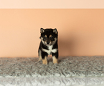 Small Photo #1 Shiba Inu Puppy For Sale in MILLERSBURG, IN, USA