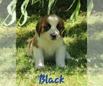Puppy Puppy Black Saint Bernard