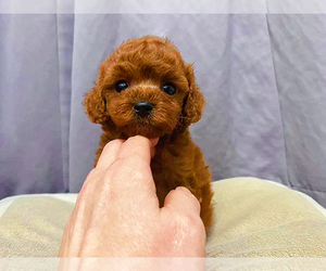 Poodle (Toy) Puppy for sale in LONG ISLAND CITY, NY, USA
