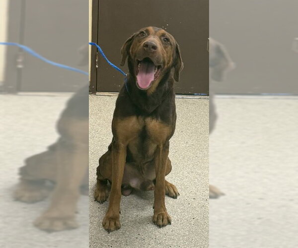 Medium Photo #1 Bloodhound-Doberman Pinscher Mix Puppy For Sale in Lodi, CA, USA