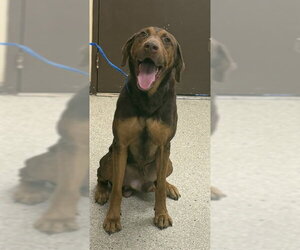 Bloodhound-Doberman Pinscher Mix Dogs for adoption in Lodi, CA, USA