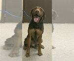 STRETCH - Male Bloodhound-Doberman Pinscher Mix Dog for Adoption - Small photo
