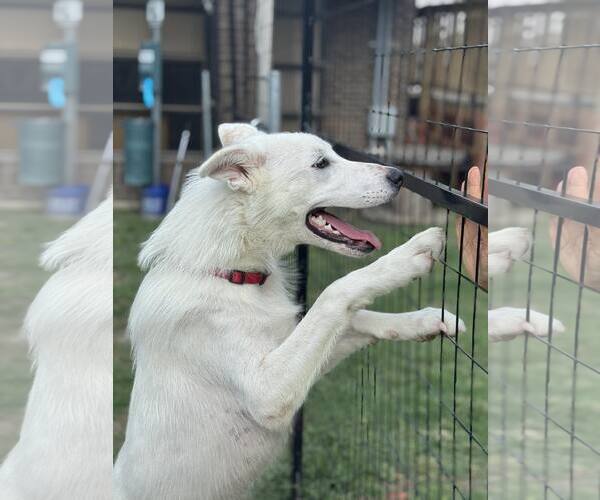 Medium Photo #2 Anatolian Shepherd-Unknown Mix Puppy For Sale in Rowlett, TX, USA