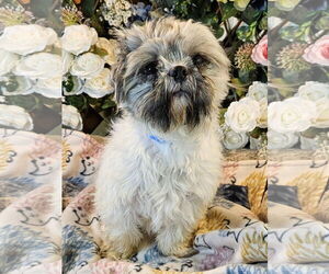 Shih Tzu Dogs for adoption in Bon Carbo, CO, USA